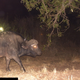Image for article titled Camera Traps Capture "Fantastically Bizarre" Animal Hitchhiking
